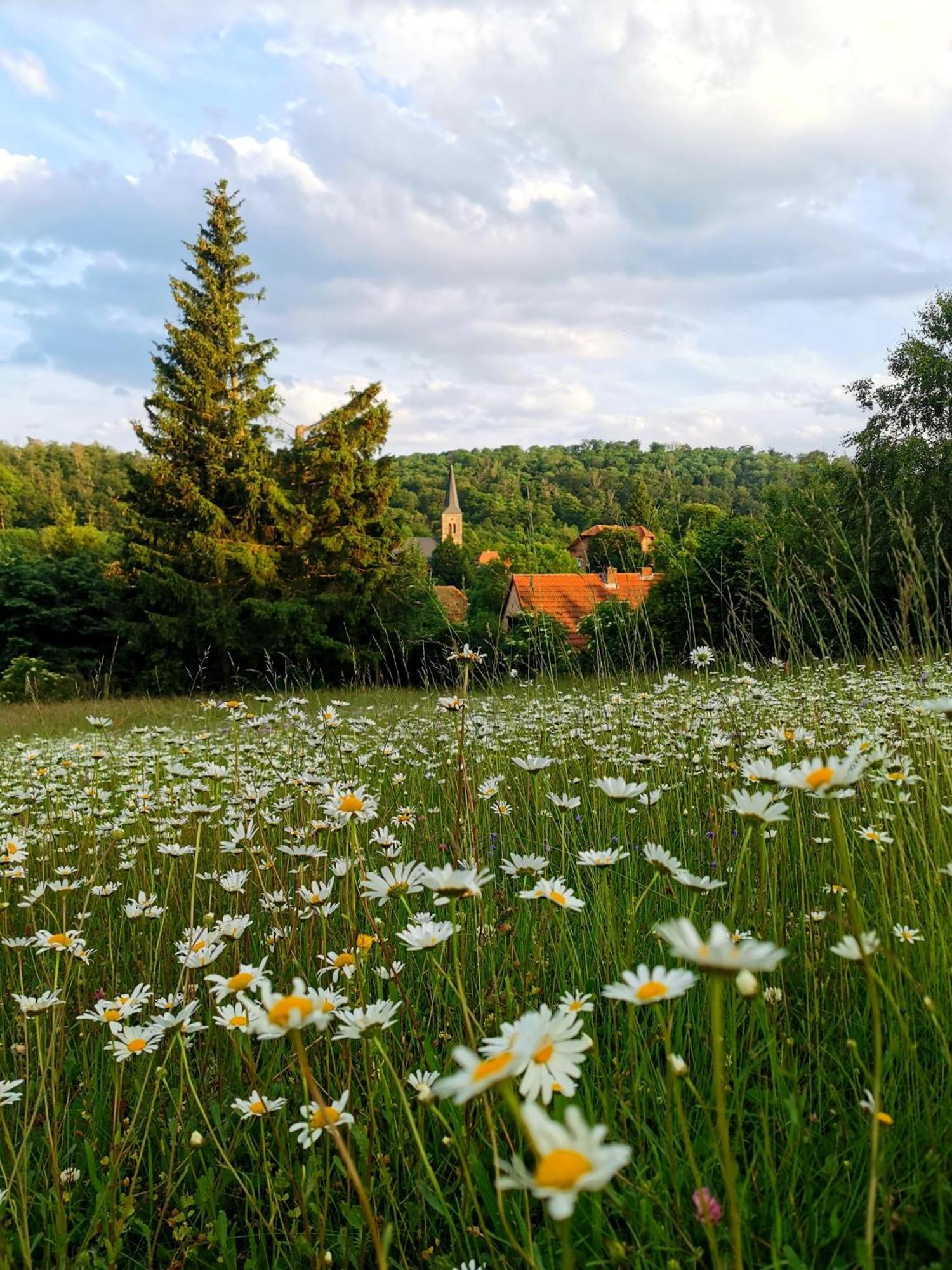 Waldblick Güntersberge